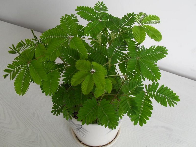 Мимоза стыдливая (Mimosa pudica): описание и фото растения + посадка и уход в домашних условиях, проблемы выращивания