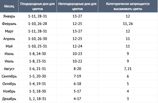 Можно ли сажать розы в июне: время, сроки, плюсы и минусы