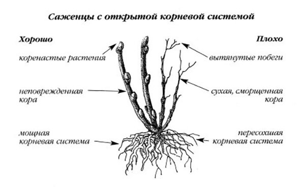 На что необходимо обратить внимание при выборе саженцев