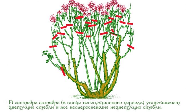 Обрезка роз осенью: сроки подрезки по регионам, правила и способы проведения процедуры + подготовка растений к зиме