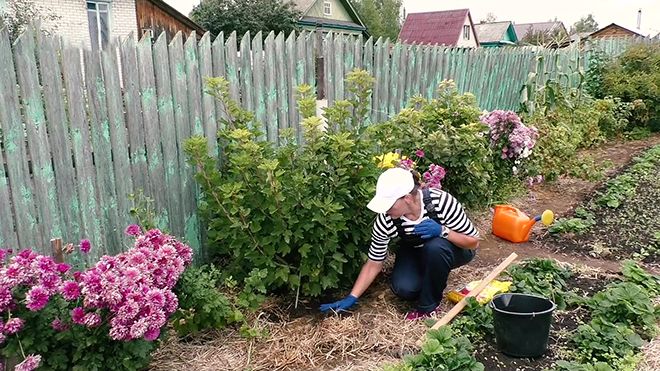 Осенняя подкормка смородины и крыжовника, выбор и способы внесения удобрений