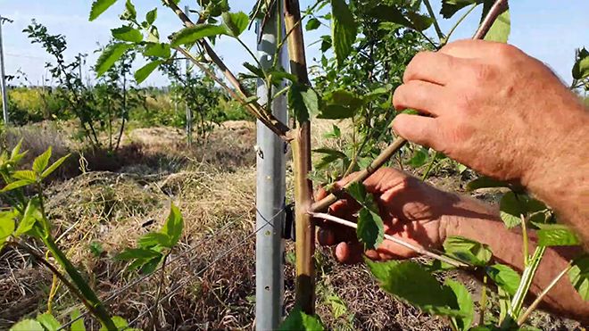 Пересадка ежевики осенью на новое место, выбор и подготовка места и времени