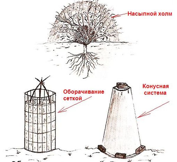 Подготовка буддлеи к зиме, правила ухода перед зимой и способы утепления в разных регионах