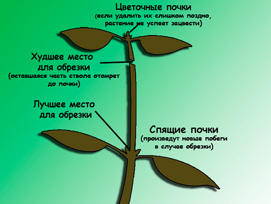 Посадка и уход за платикодоном в домашних условиях, размножение и пересадка + описание растения, лучшие сорта с фото