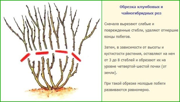 Посадка и уход за розой Глория Дей (Gloria Dei), проблемы выращивания + описание и фото цветка, применение в ландшафте