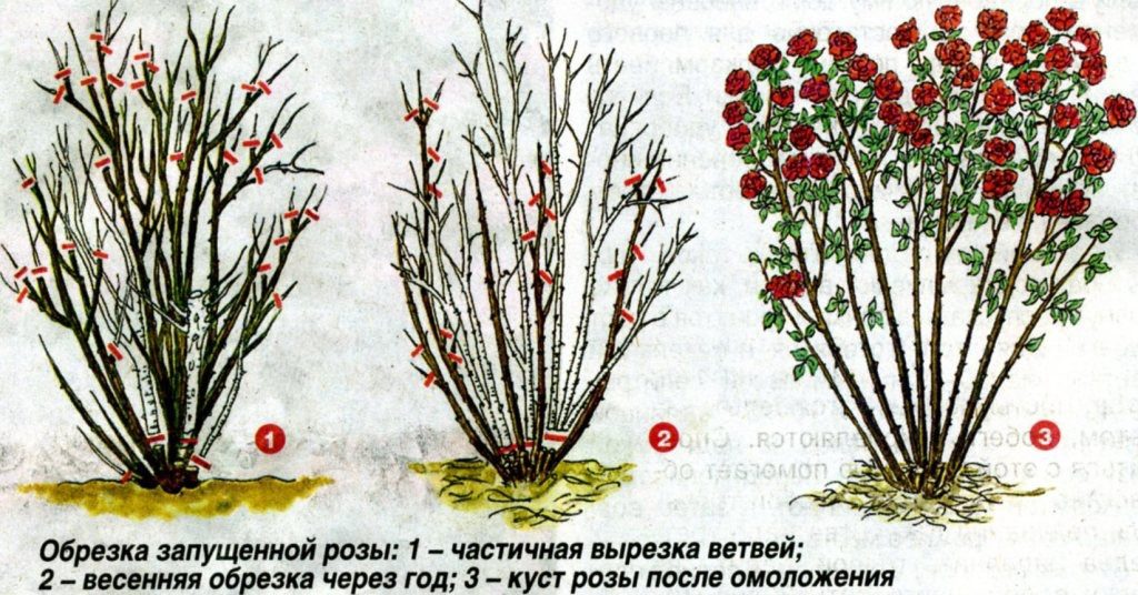 Роза морщинистая: описание и применение в дизайне ландшафтов, сорта с фото + правила посадки и ухода, зимовка ругозы