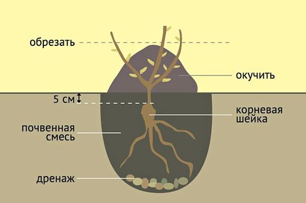 Роза спрей: описание и особенности ухода за видом