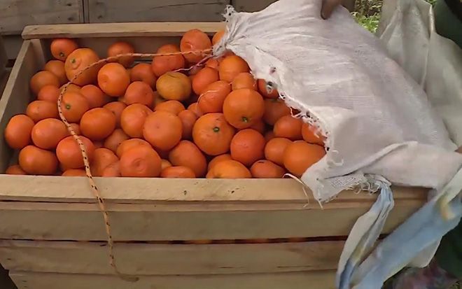 С какого возраста можно давать ребенку мандарины, скрытые опасности и противопоказания