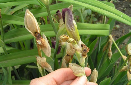 Сибирский ирис (Iris sibirica): описание, фото, лучшие сорта, применение цветка в ландшафтном дизайне + посадка и уход