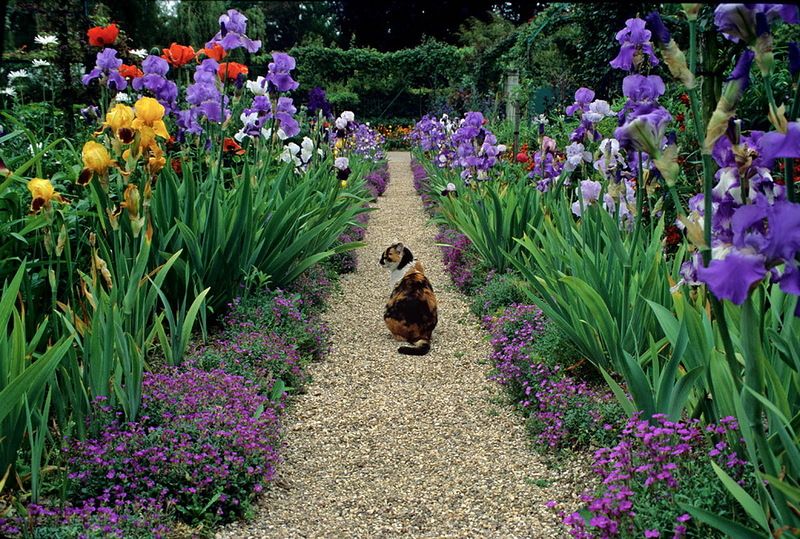 Сибирский ирис (Iris sibirica): описание, фото, лучшие сорта, применение цветка в ландшафтном дизайне + посадка и уход