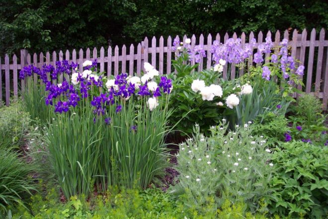 Сибирский ирис (Iris sibirica): описание, фото, лучшие сорта, применение цветка в ландшафтном дизайне + посадка и уход