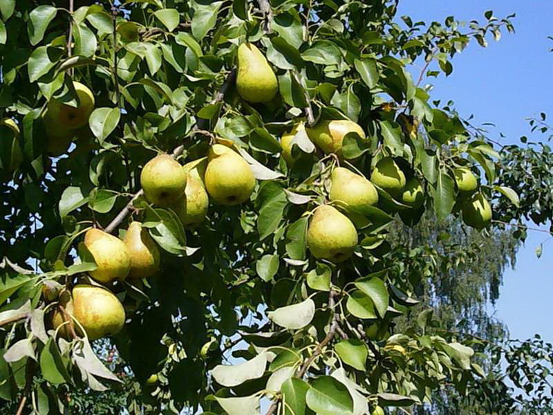 Сорт груши Чижовская: фото и описание, уход