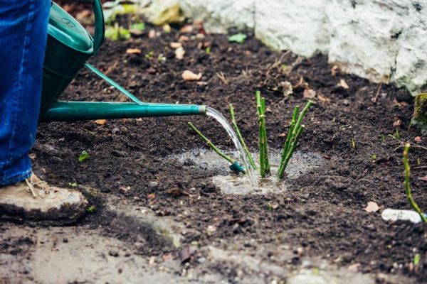 Вьющиеся розы: особенности посадка и ухода за кустом