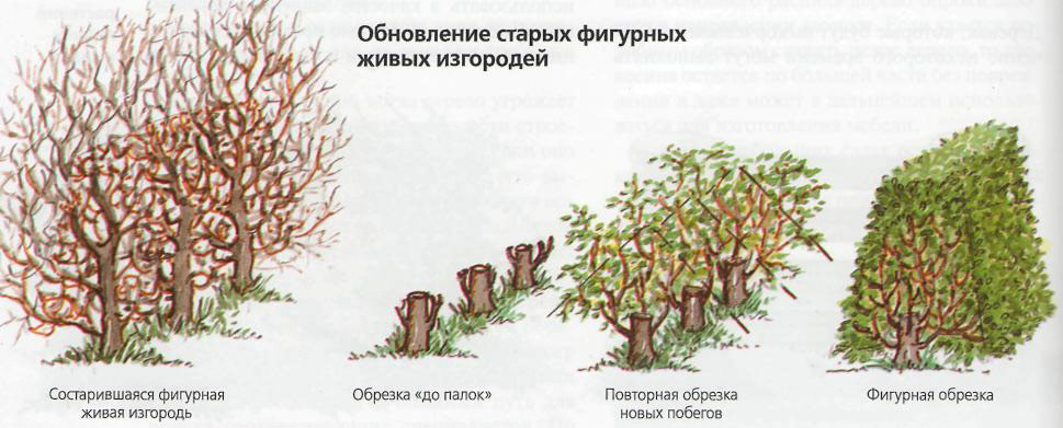 Желтая акация: описание, разновидности, применение в ландшафтном дизайне и медицине + основные правила выращивания