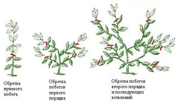 Цветок пахистахис: описания и фото основных видов + содержание в домашних условиях, размножение, пересадка и уход