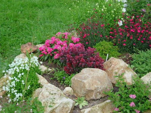 Гвоздика садовая: описание, виды и сорта с фото, применение цветка в ландшафте + правила размножения, посадки и ухода