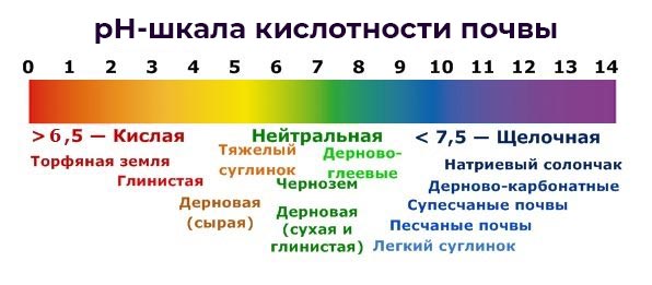 Как лечить хлороз клубники