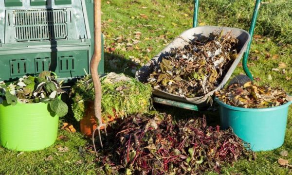 Как ухаживать за сливой осенью