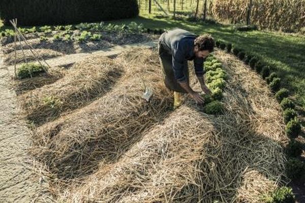 Как улучшить почву и эффективно повысить плодородие