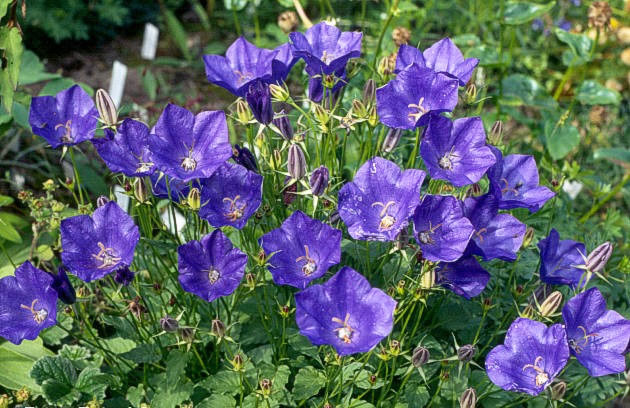 Колокольчик карпатский (Campanula carpatica): описание и применение в ландшафте, сорта с фото + правила посадки и ухода