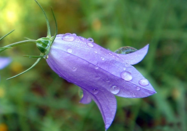 Колокольчик карпатский (Campanula carpatica): описание и применение в ландшафте, сорта с фото + правила посадки и ухода