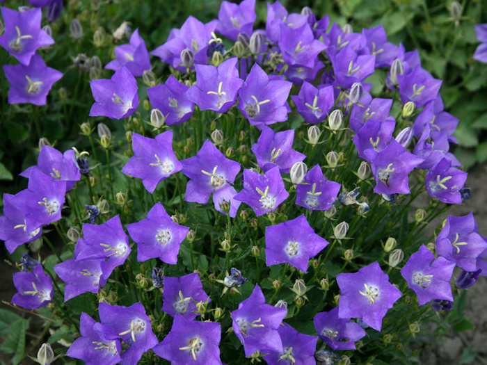 Колокольчик карпатский (Campanula carpatica): описание и применение в ландшафте, сорта с фото + правила посадки и ухода