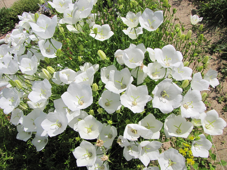 Колокольчик карпатский (Campanula carpatica): описание и применение в ландшафте, сорта с фото + правила посадки и ухода