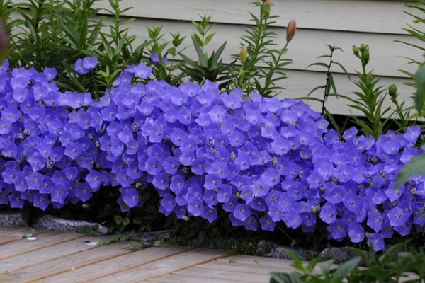 Колокольчик карпатский (Campanula carpatica): описание и применение в ландшафте, сорта с фото + правила посадки и ухода