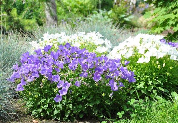 Колокольчик карпатский (Campanula carpatica): описание и применение в ландшафте, сорта с фото + правила посадки и ухода