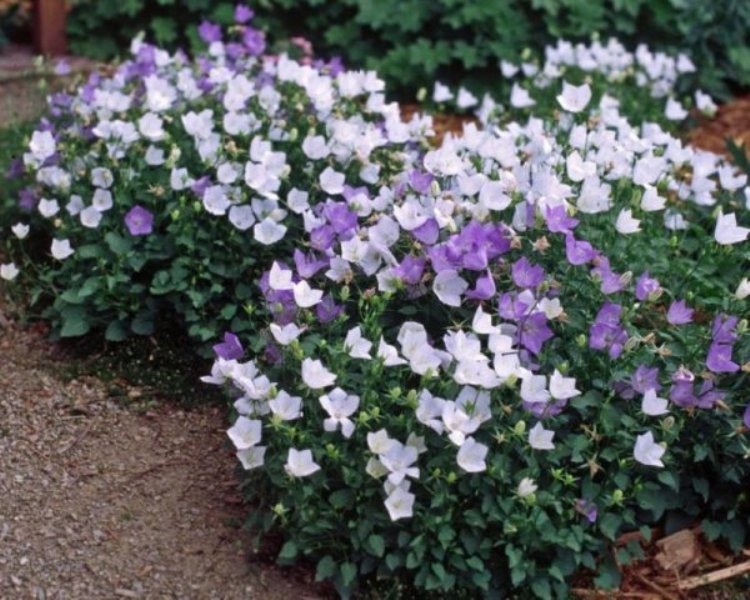 Колокольчик карпатский (Campanula carpatica): описание и применение в ландшафте, сорта с фото + правила посадки и ухода