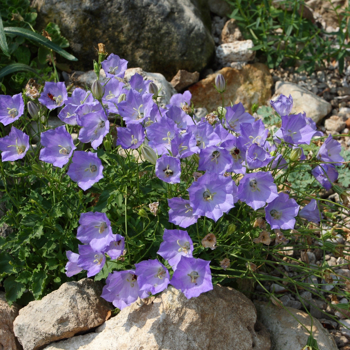 Колокольчик карпатский (Campanula carpatica): описание и применение в ландшафте, сорта с фото + правила посадки и ухода