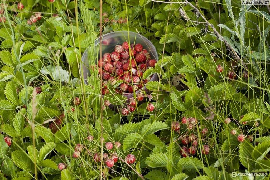 Лесная клубника