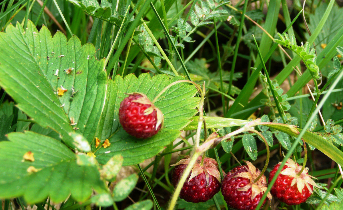 Лесная клубника