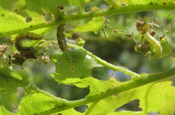 Листовертка на груше: чем обработать и как боротся с гусеницей и бабочкой