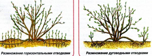 Магония падуболистная: как посадить, вырастить и ухаживать за растением, способы размножение и применение