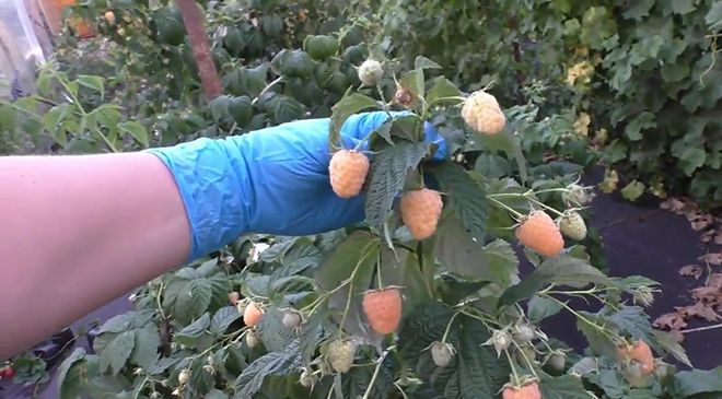 Малина Альт Голд: описание сорта, фото, отзывы садоводов, урожайность, посадка и уход