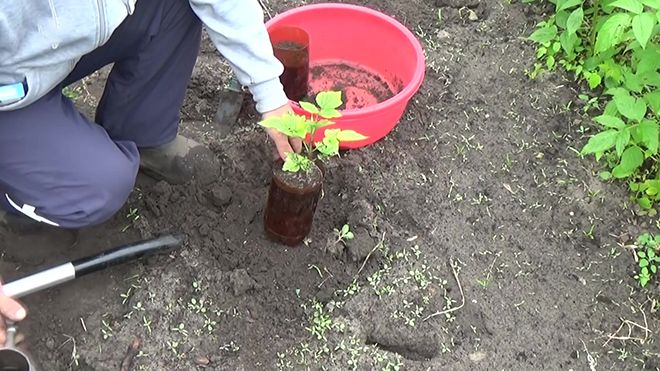 Малина Болгарский рубин: описание сорта, фото, отзывы садоводов, урожайность, посадка и уход