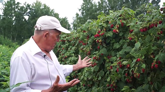 Малина Джон Джей: описание сорта, фото, отзывы садоводов, урожайность, посадка и уход