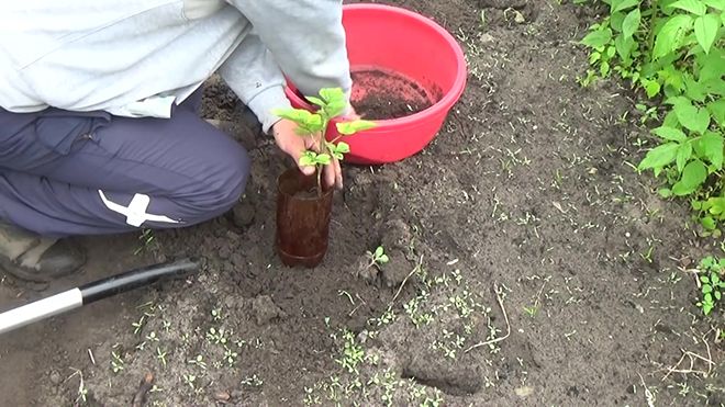 Малина Марастар: описание сорта, фото, отзывы садоводов, урожайность, посадка и уход