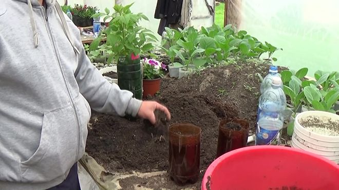 Малина Жаклин: описание сорта, фото, отзывы садоводов, урожайность, посадка и уход