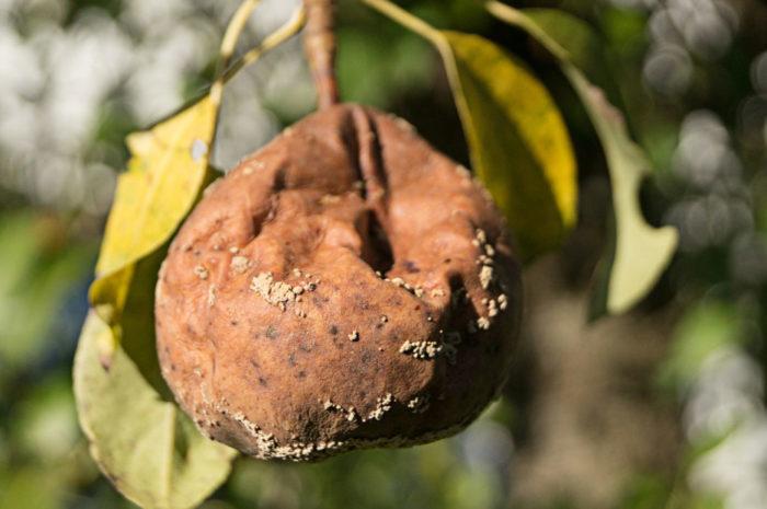Монилиоз груши: почему гниют плоды прямо на дереве - что делать и чем обрабатывать