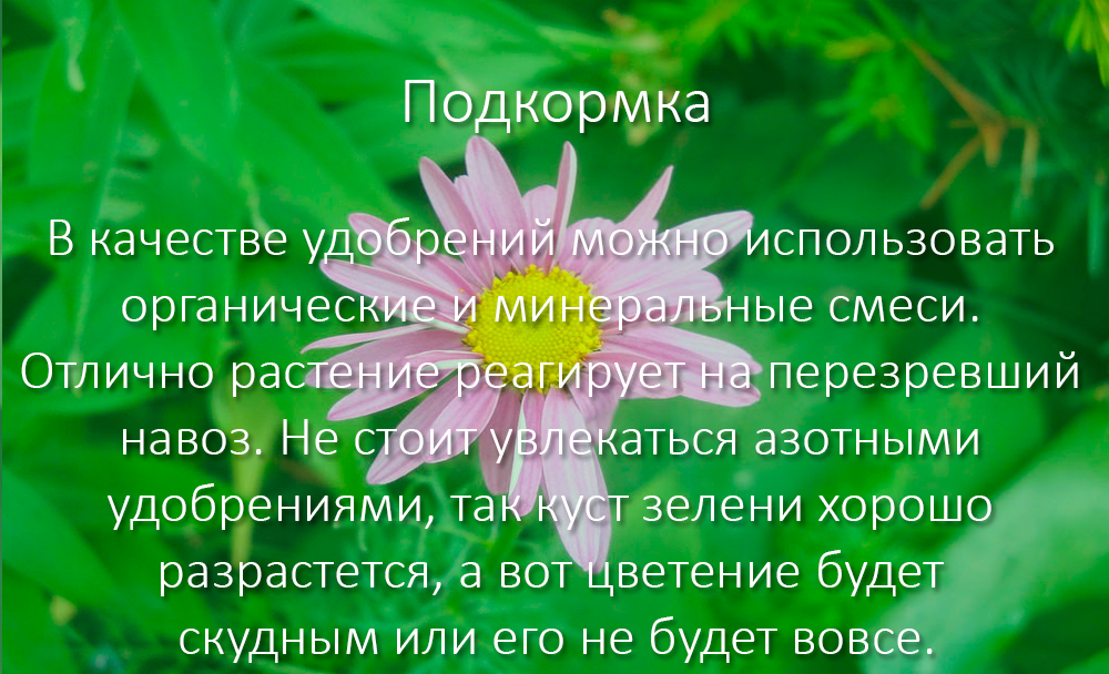 Посадка и уход за пиретрумом в открытом грунте + описание и применение цветка в ландшафте, лучшие виды и сорта с фото