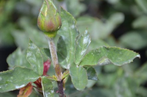 Посадка и уход за розой Керио в открытом грунте, трудности выращивания + описание, фото и характеристики сорта