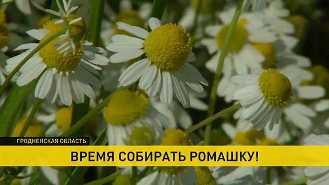 Ромашка аптечная: лечебные свойства и противопоказания, применение для женщин и мужчин