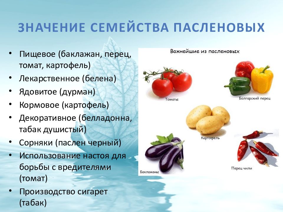 Семейство пасленовых: список и фото плодовых, декоративных и лекарственных культур + характеристика группы и свойства