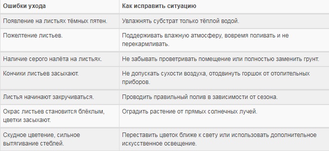 Уход за эписцией в домашних условиях, проблемы выращивания + описание цветка, приметы и суеверия, виды и сорта с фото