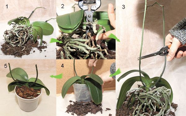 Уход за орхидеей после цветения в домашних условиях