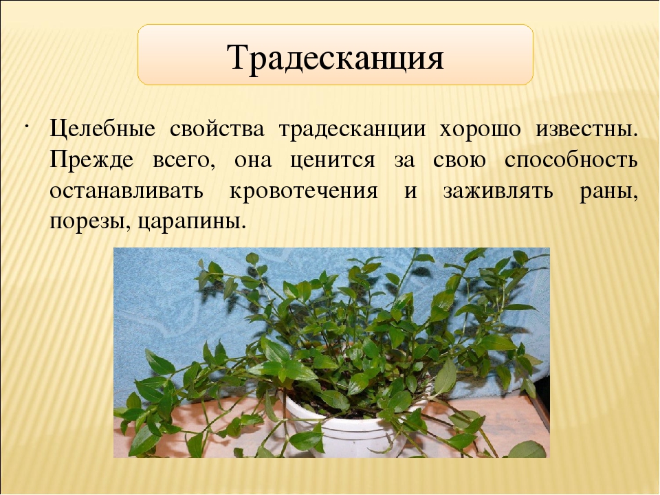 Уход за традесканцией в домашних условиях: пересадка, обрезка и размножение цветка + виды и сорта с описаниями и фото