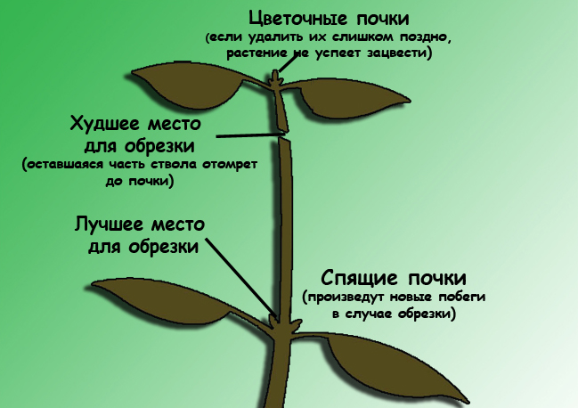 Уход за традесканцией в домашних условиях: пересадка, обрезка и размножение цветка + виды и сорта с описаниями и фото