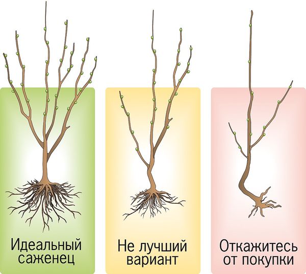 Выбор саженцев: как не ошибиться и купить здоровое дерево